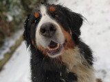 Canis Lingua 23