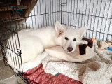 Canis Lingua 23