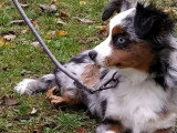Canis Lingua 23