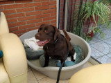 Canis Lingua 23