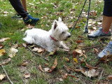 Canis Lingua 23
