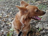 Canis Lingua 23