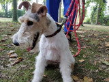 Canis Lingua 23