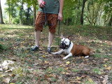 Canis Lingua 23