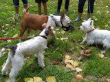 Canis Lingua 23