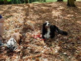 Canis Lingua 23