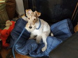 Canis Lingua 23