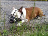 Canis Lingua 23