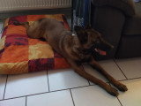 Canis Lingua 23