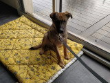 Canis Lingua 23
