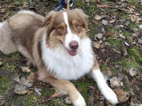 Canis Lingua 23