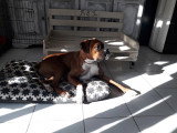 Canis Lingua 23