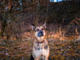 Think dog