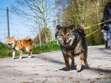 Think dog