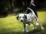 Think dog