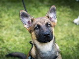 Think dog