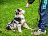 Think dog