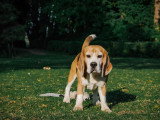 Think dog