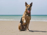 Think dog