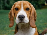 Think dog