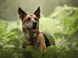 Think dog