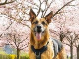 Think dog