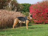 Think dog