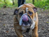 Think dog