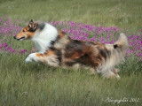 Collie Club of Canada