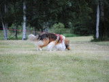 Collie Club of Canada