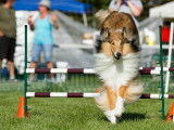 Collie Club of Canada