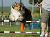 Collie Club of Canada
