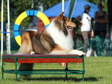 Collie Club of Canada