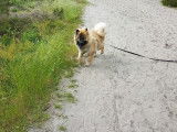 Dog's mind