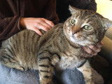 T. Chat européen de 5 ans, pour une raideur de la colonne vertébrale