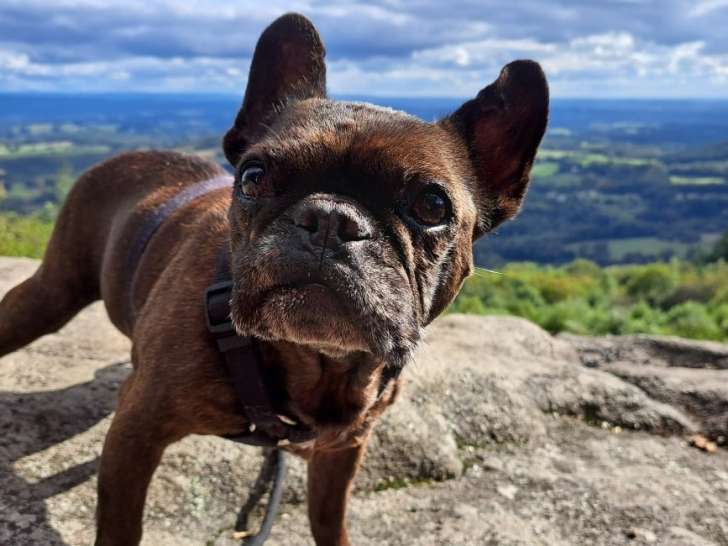 Des Toutous d'&Eacute;lite