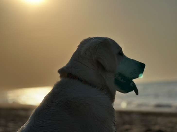 Sérénité Canine 37