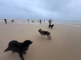 Mon chien éduqué