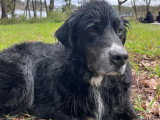 Mon chien éduqué