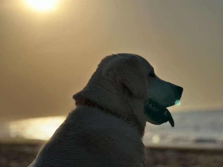 Sérénité Canine 37