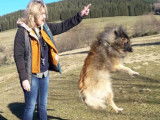 Com-com dog