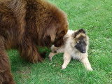 Com-com dog