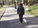 Com-com dog