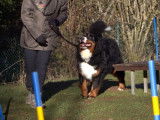 Com-com dog