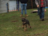 Com-com dog