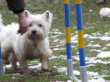 Com-com dog