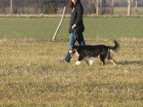 La Classe Canine