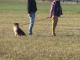 La Classe Canine