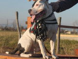 La Classe Canine