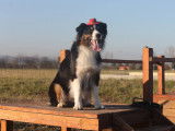 La Classe Canine
